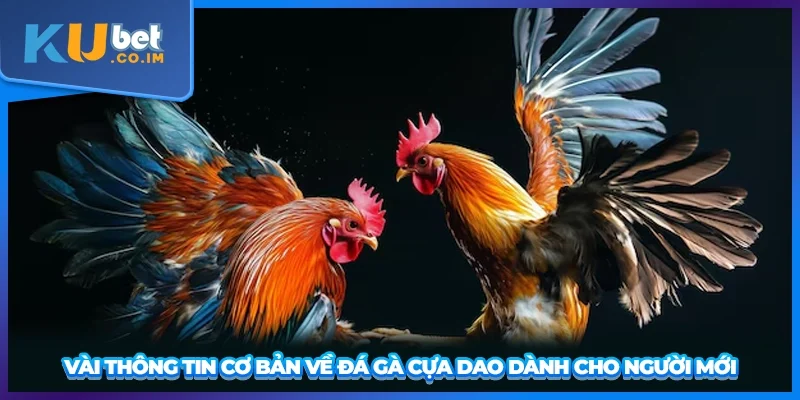 Vài thông tin cơ bản về đá gà cựa dao dành cho người mới